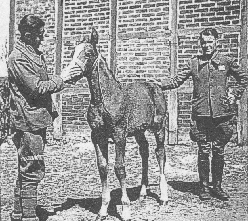 Die Aufnahme zeigt zwei Zwangsarbeiter mit Fohlen auf dem Hof Schemmelmann (um 1945).