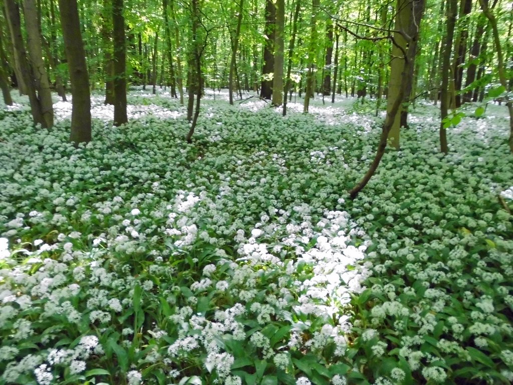 Der Bärlauchwald in Capelle