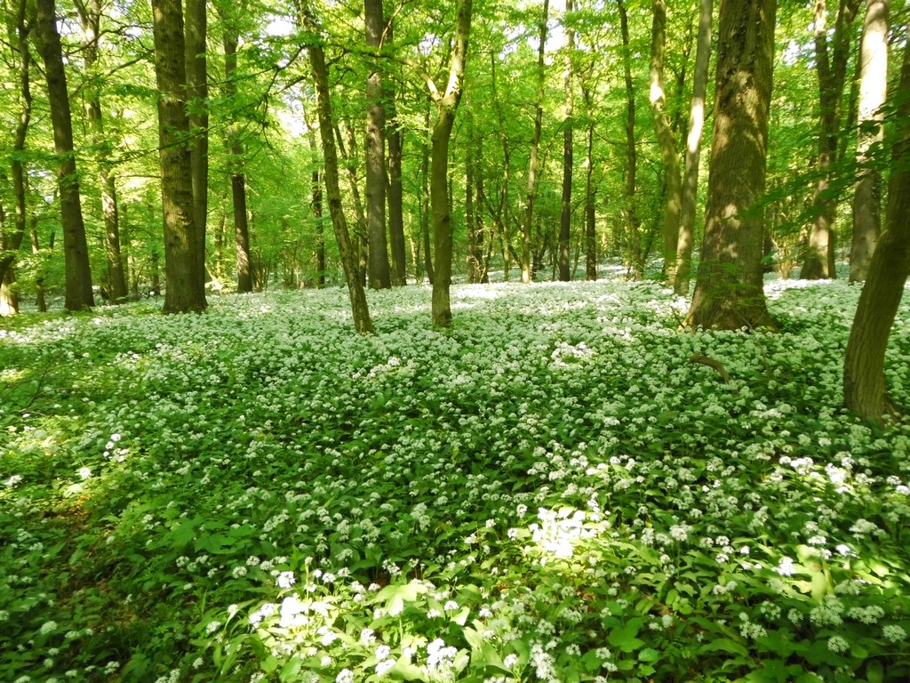 Bild vom Bärlauchwald in Capelle