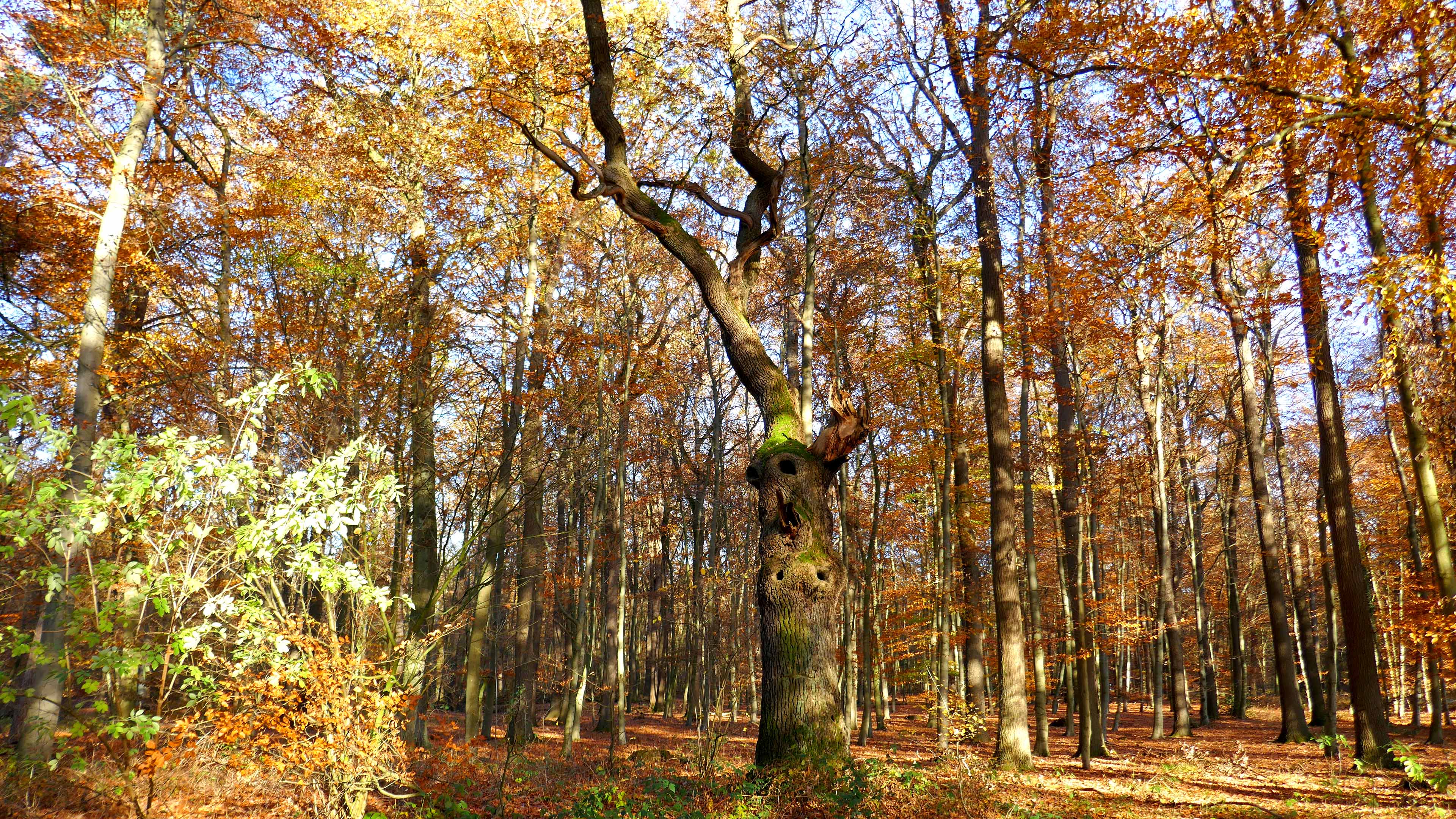 Bild  der Teufelseiche in der Davert