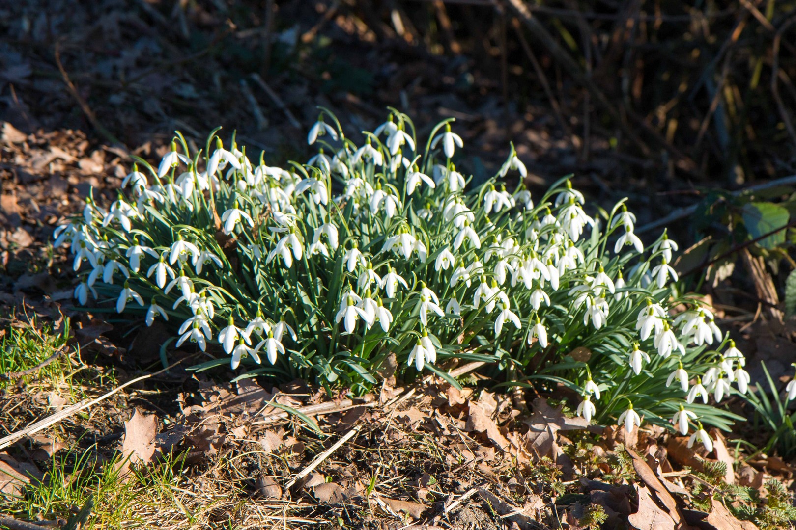 Heimatverein-Rinkerode-IMG_7016.jpg