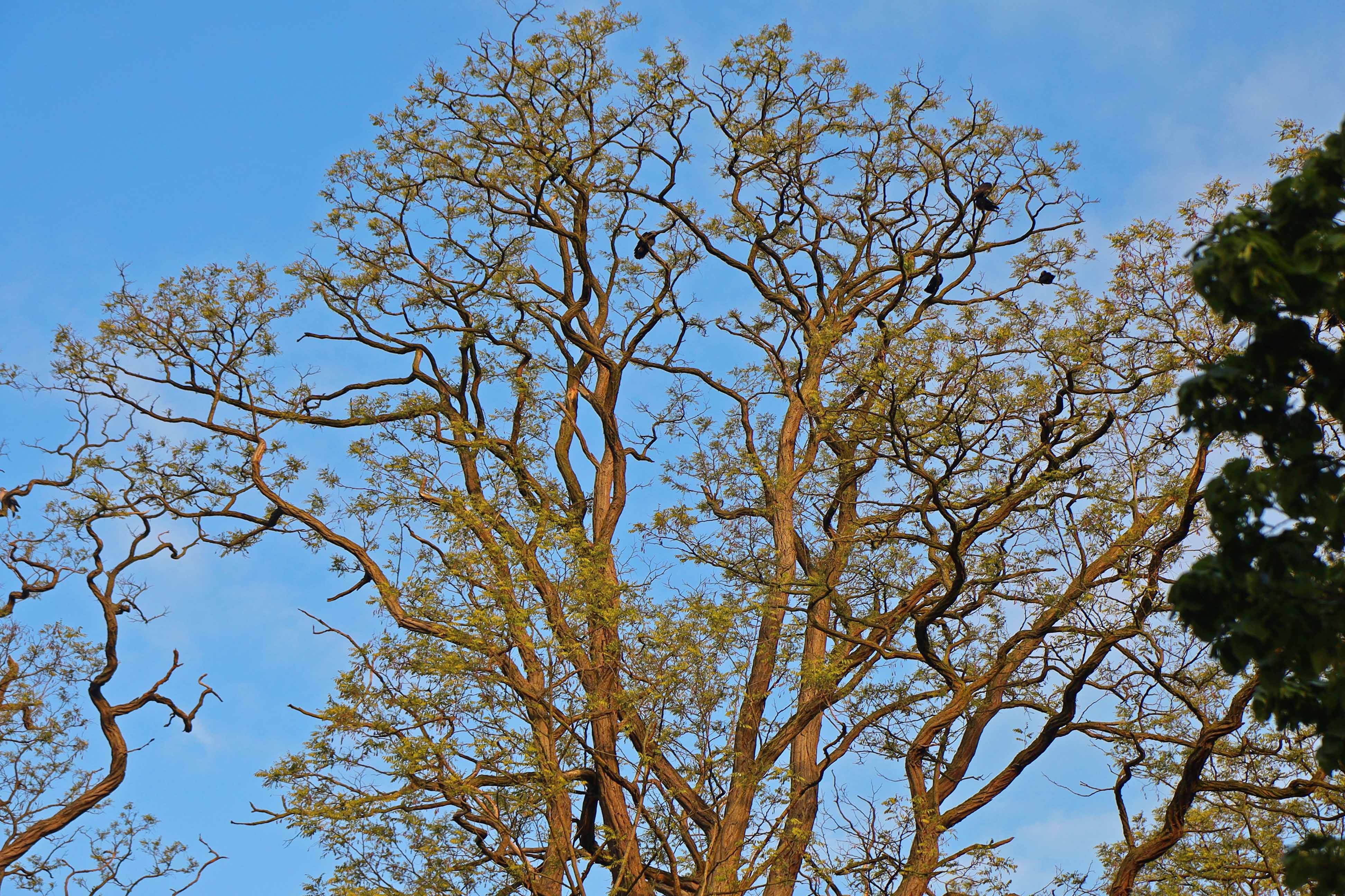 Heimatverein-Rinkerode-20190505-IMG_0582.JPG