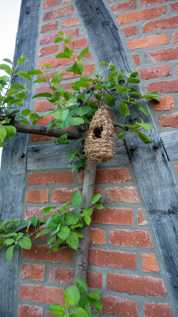 Heimatverein-Rinkerode-Gartentag-2019-P1080427.jpg